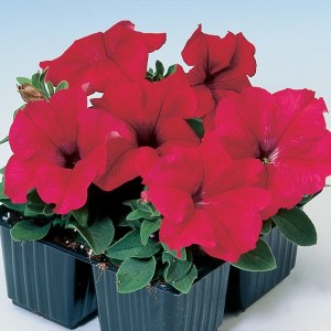 Tango Red1